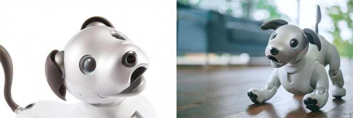 Imagen adjunta: aibo-2018-5.jpg