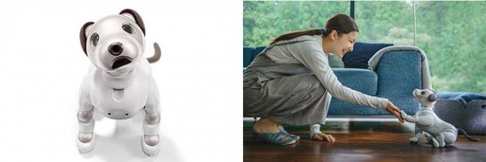 Imagen adjunta: aibo-2018-6.jpg